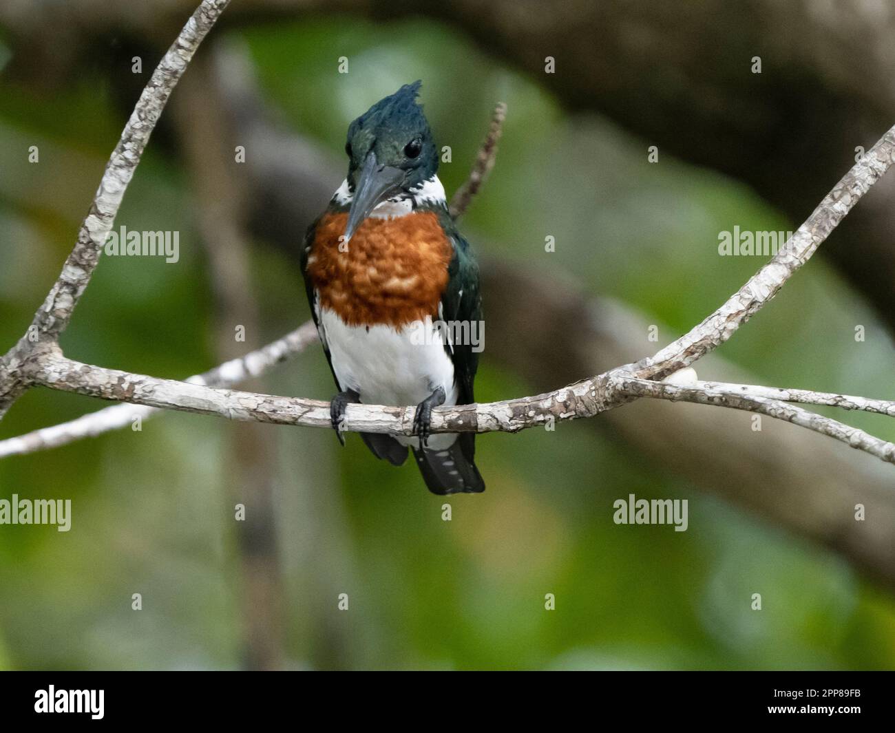 Amazona kingfisher hi-res stock photography and images - Alamy