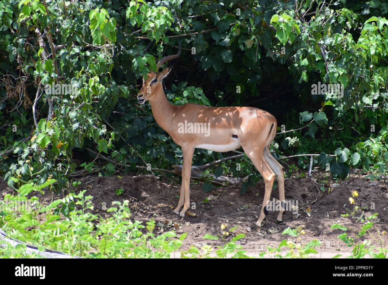 Impala chewing leaves and showing its teeth Stock Photo