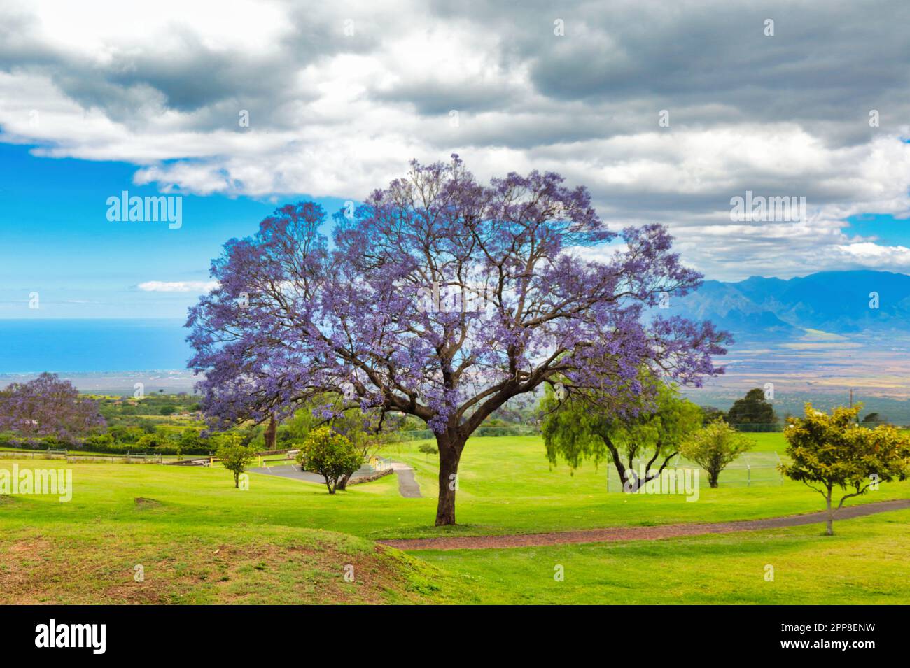 Blooming jacaranda tree in Kula upcountry on Maui Stock Photo - Alamy