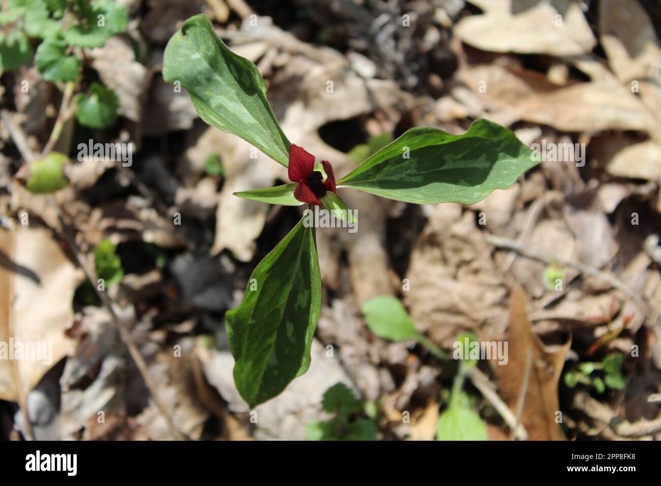 Prairie trillium with brown leaves on the ground at Camp Ground Road Woods in Des Plaines, Illinois Stock Photo