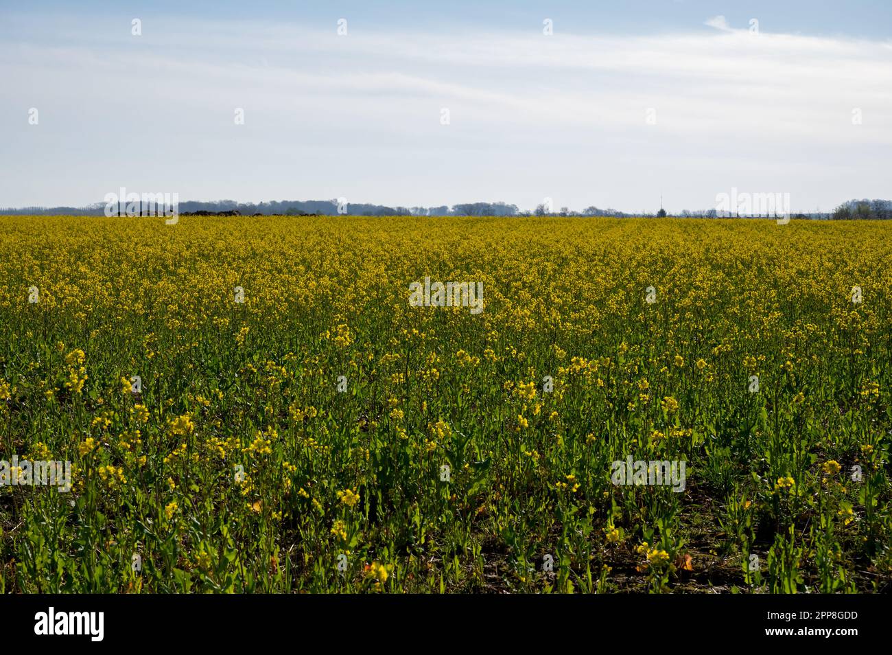 Botanical collection, Rapeseed Brassica napus bright-yellow flowering ...