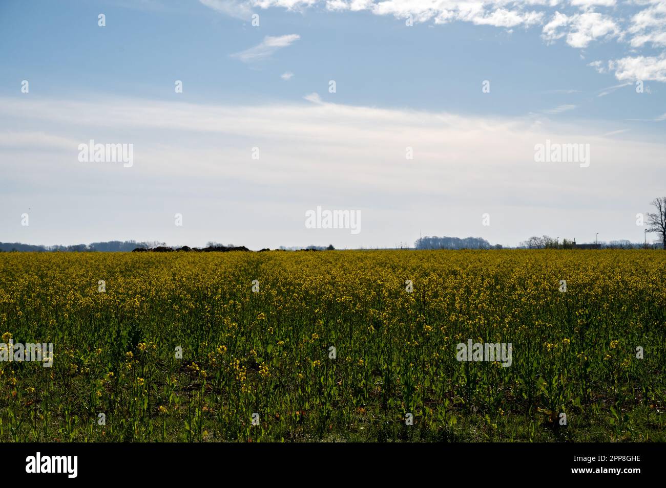 Botanical collection, Rapeseed Brassica napus bright-yellow flowering ...