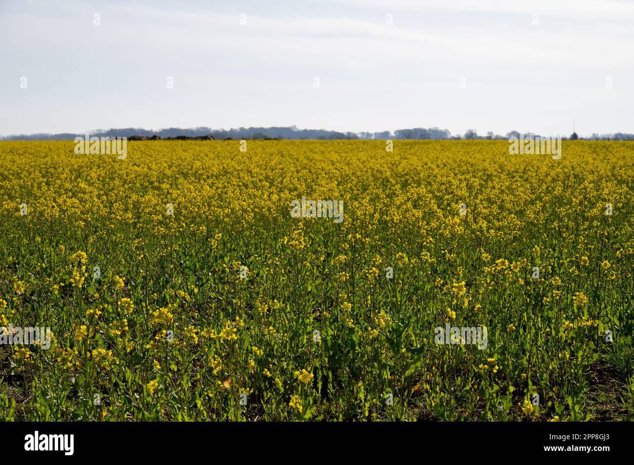 Botanical collection, Rapeseed Brassica napus bright-yellow flowering ...