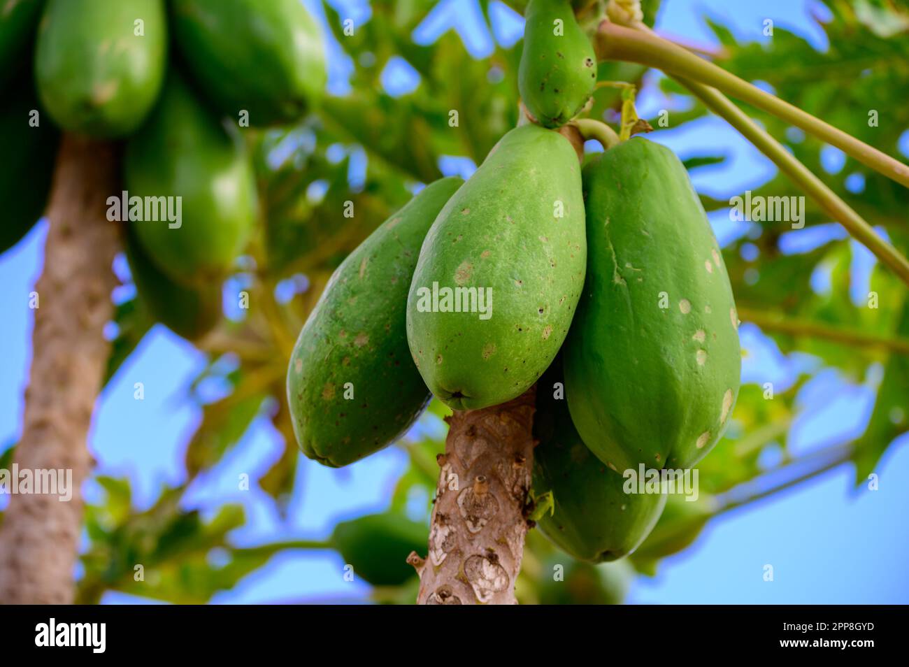 Tropical green papaya fruits hanging on tree, plantations of papaya on Canary islands, Spain
