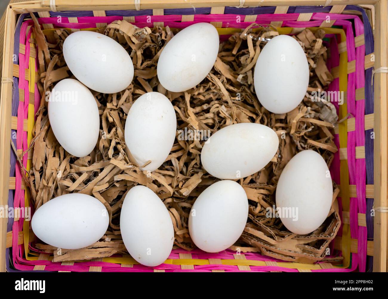 Big white duck eggs on German organic poultry farm Stock Photo