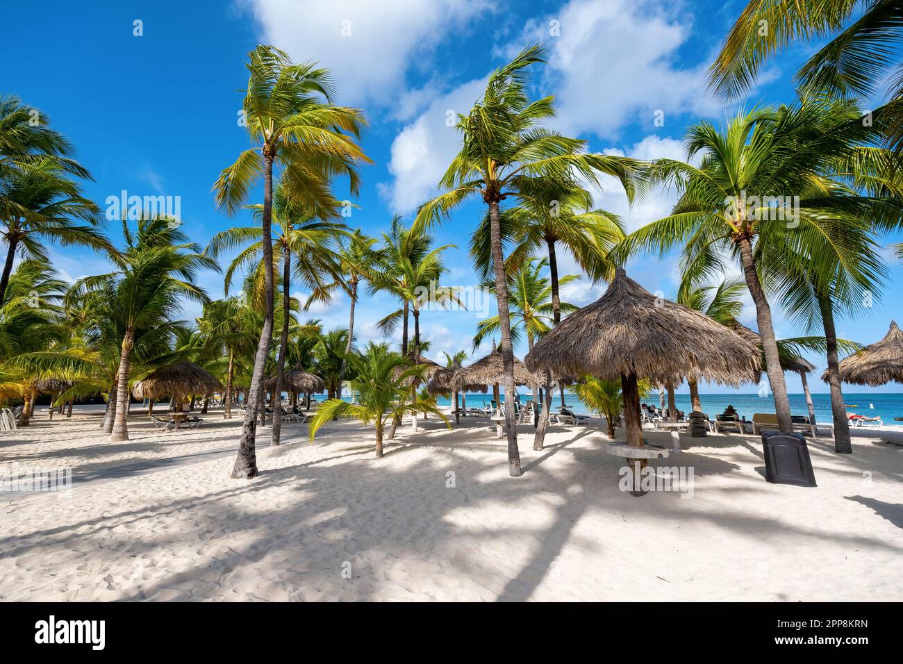 Palm Beach Aruba is, Amazing tropical beach with palm trees entering