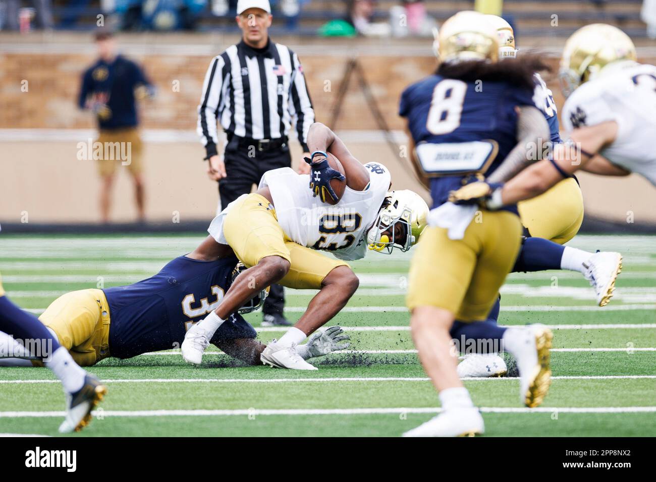 South Bend, Indiana, USA. 22nd Apr, 2023. Notre Dame defensive lineman Nana Osafo-Mensah (31) makes the tackle on Notre Dame wide receiver Jayden Thomas (83) during the Notre Dame Annual Blue-Gold Spring football game at Notre Dame Stadium in South Bend, Indiana. Gold defeated Blue 24-0. John Mersits/CSM/Alamy Live News Stock Photo