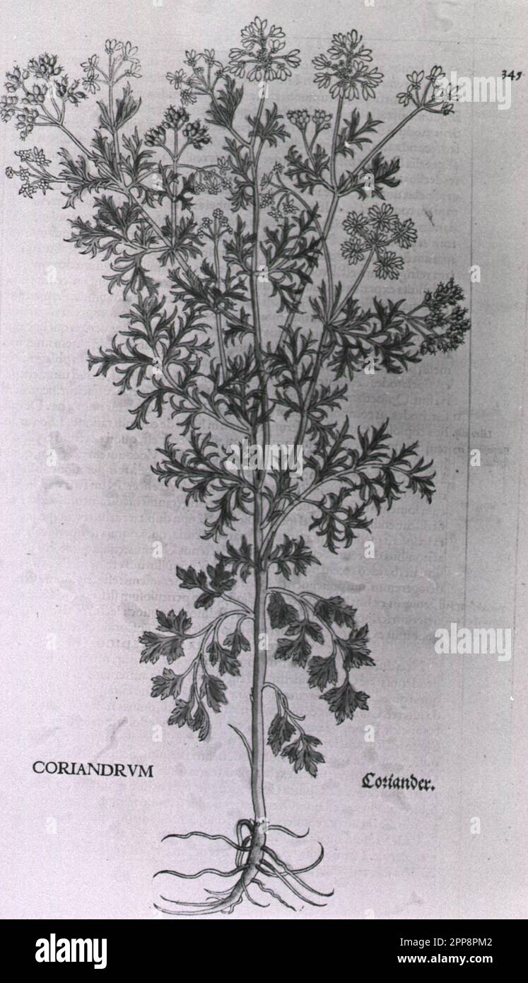 Plants of Medicinal Value to Particular Human Body Parts Stock Photo