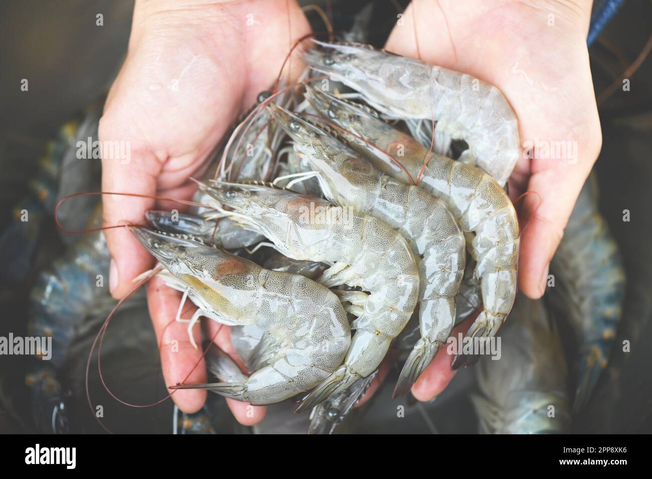 Fresh raw prawn, shrimp, seafood Stock Photo - Alamy