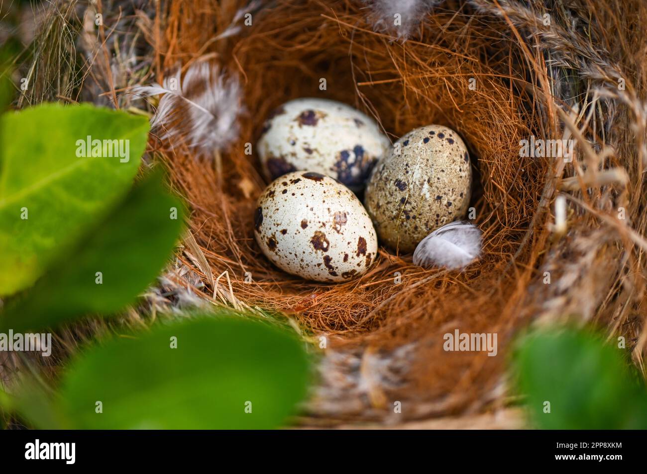 bird nest on tree branch with three eggs inside, bird eggs on birds ...