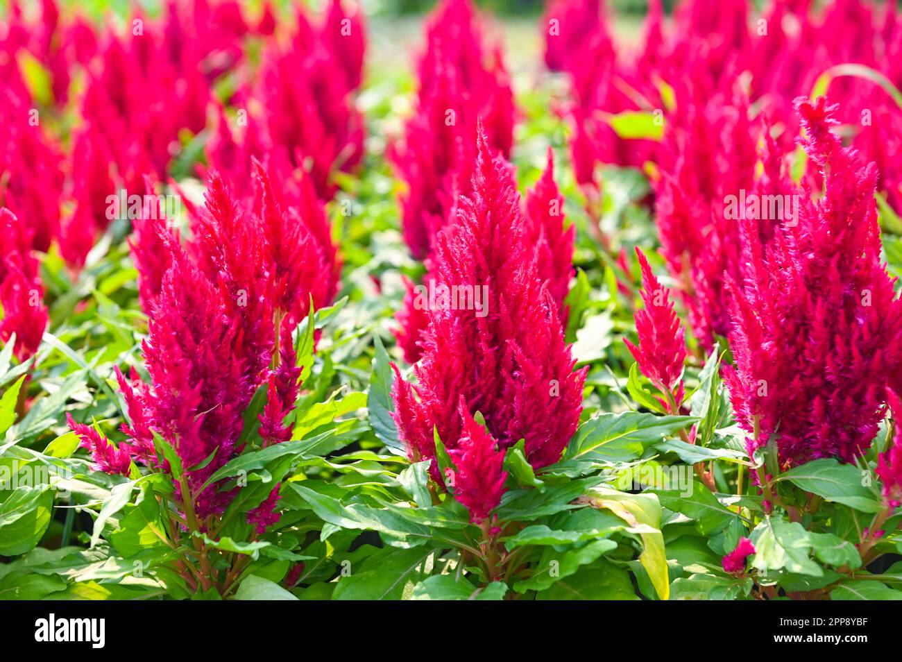 Butterfly Garden Decorations and Red Celosia Flowers Stock Photo