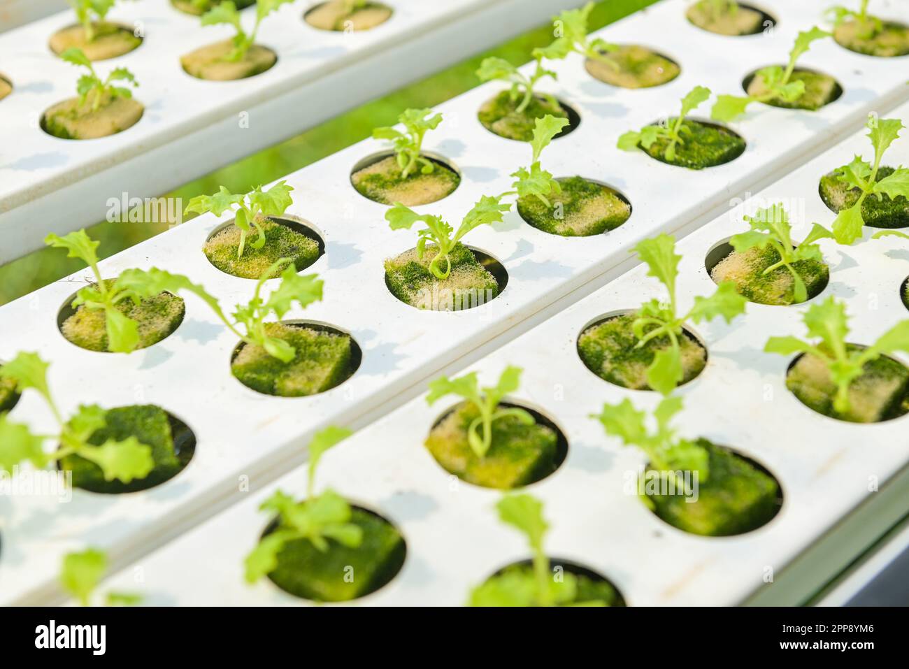 gardener hydroponic plants on water without soil agriculture organic