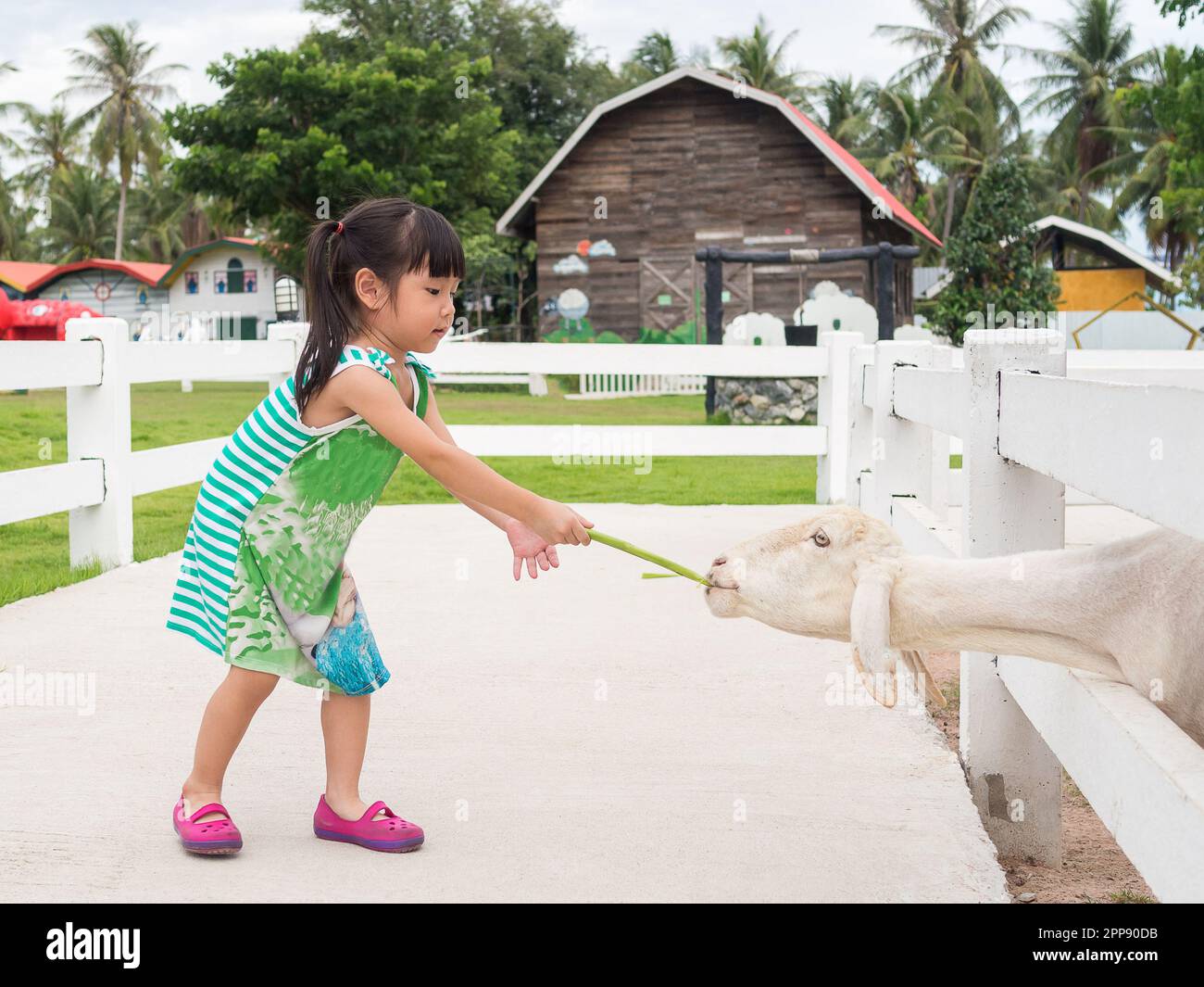 Asian girl Feeding a Sheep Stock Photo - Alamy