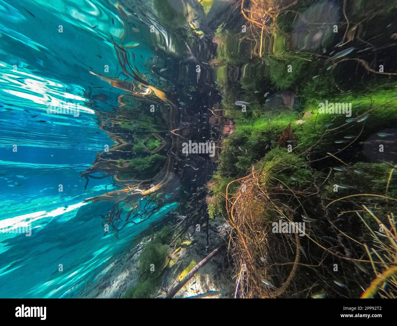 View underwater in a crystal clear rainforest river with tropical fishes, reflections of sunlight and vegetation, Bom Jardim, Mato Grosso, Brazil Stock Photo