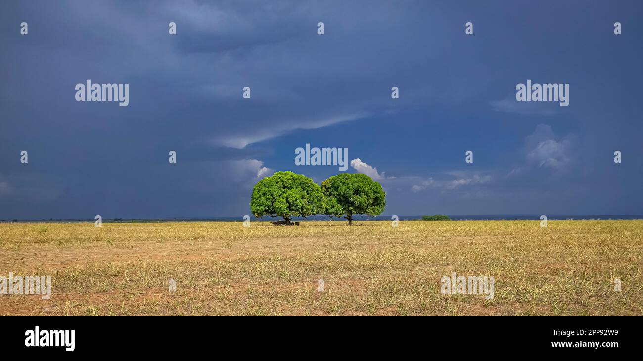 View to two trees in distance in a harvested yellow field against dramatic dark blue sky and white clouds, sunlight in front, Mato Grosso, Brazil Stock Photo