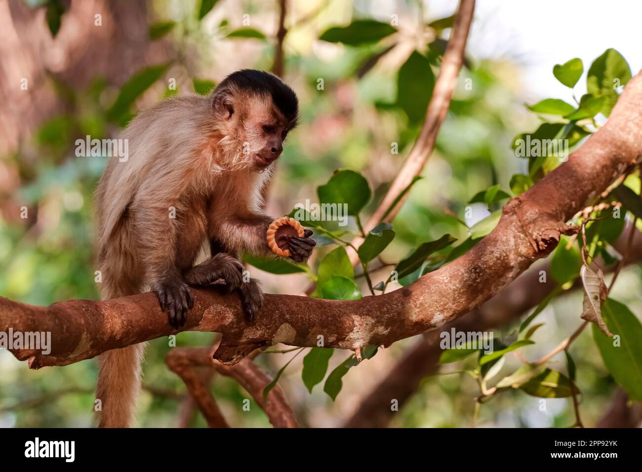 Capuchin monkey food hi-res stock photography and images - Alamy