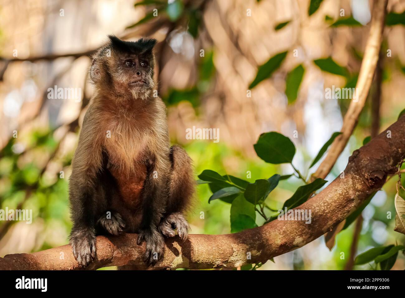 Hooded Capuchin sitting upright, on a branch against defocused leaves, looking sideways, partly in the sun, Lagoa das Araras, Bom Jardim, Mato Grosso, Stock Photo