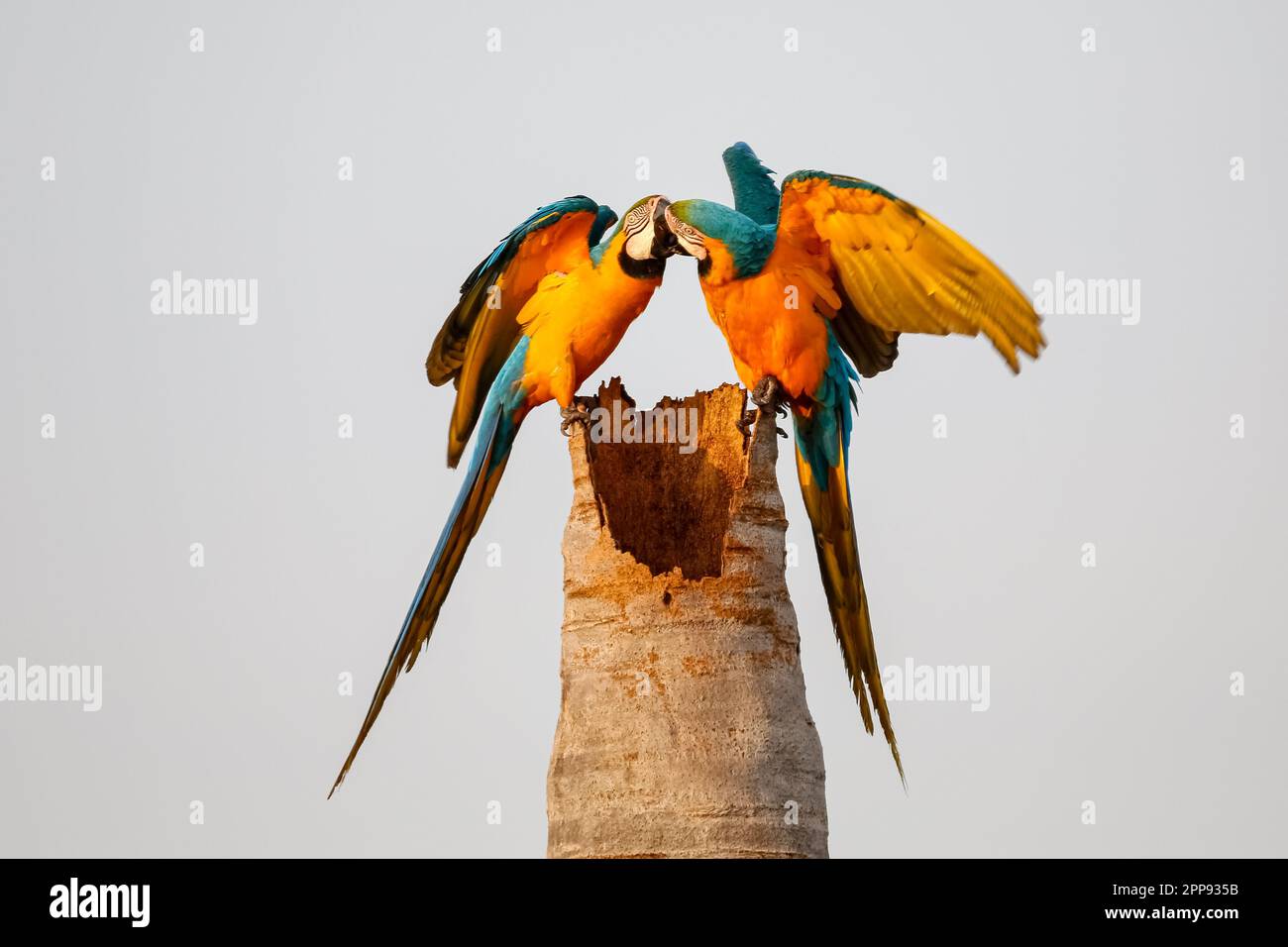 Close-up of Blue-and-yellow macaws feeding on a palm tree trunk against bright sky, Amazonian lagoon, San Jose do Rio Claro, Mato Grosso, Brazil Stock Photo