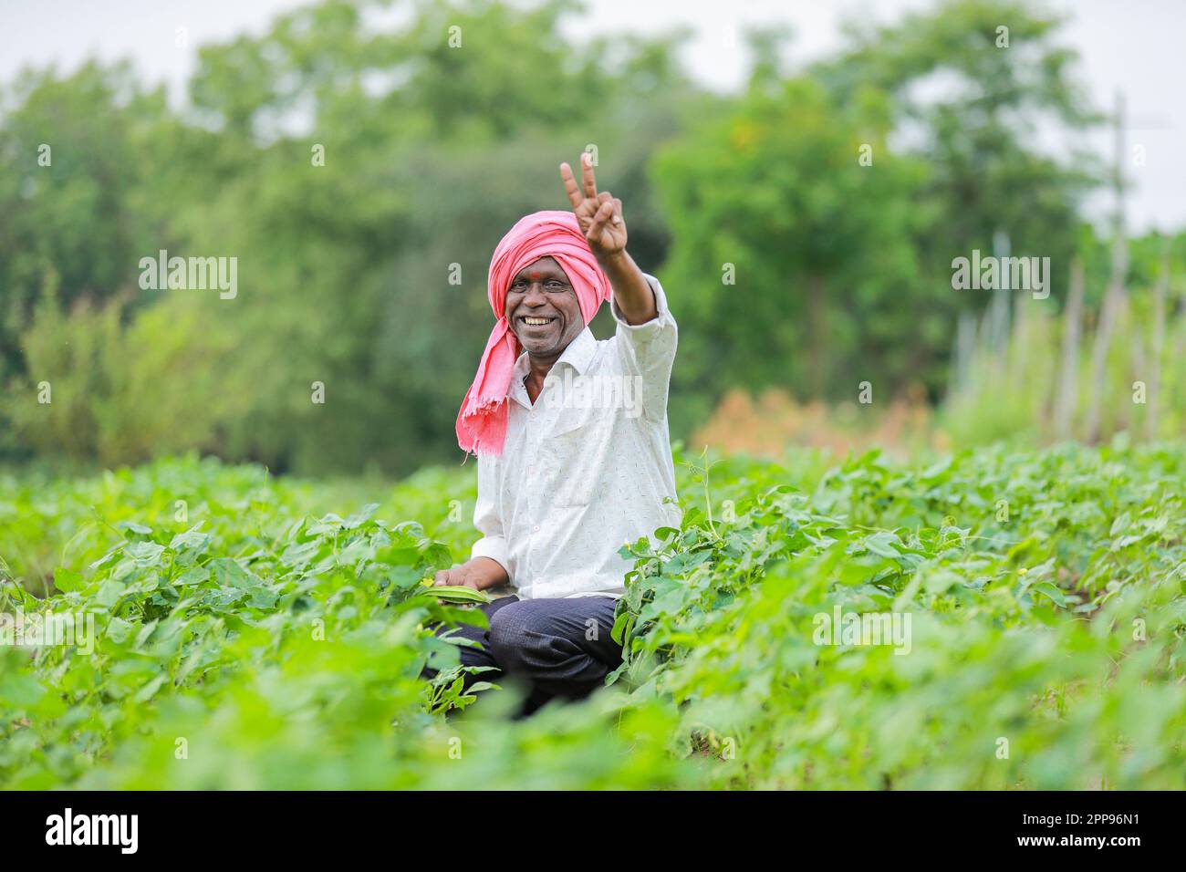Cowpea Seeds farming, happy indian farmer, poor farmer Stock Photo
