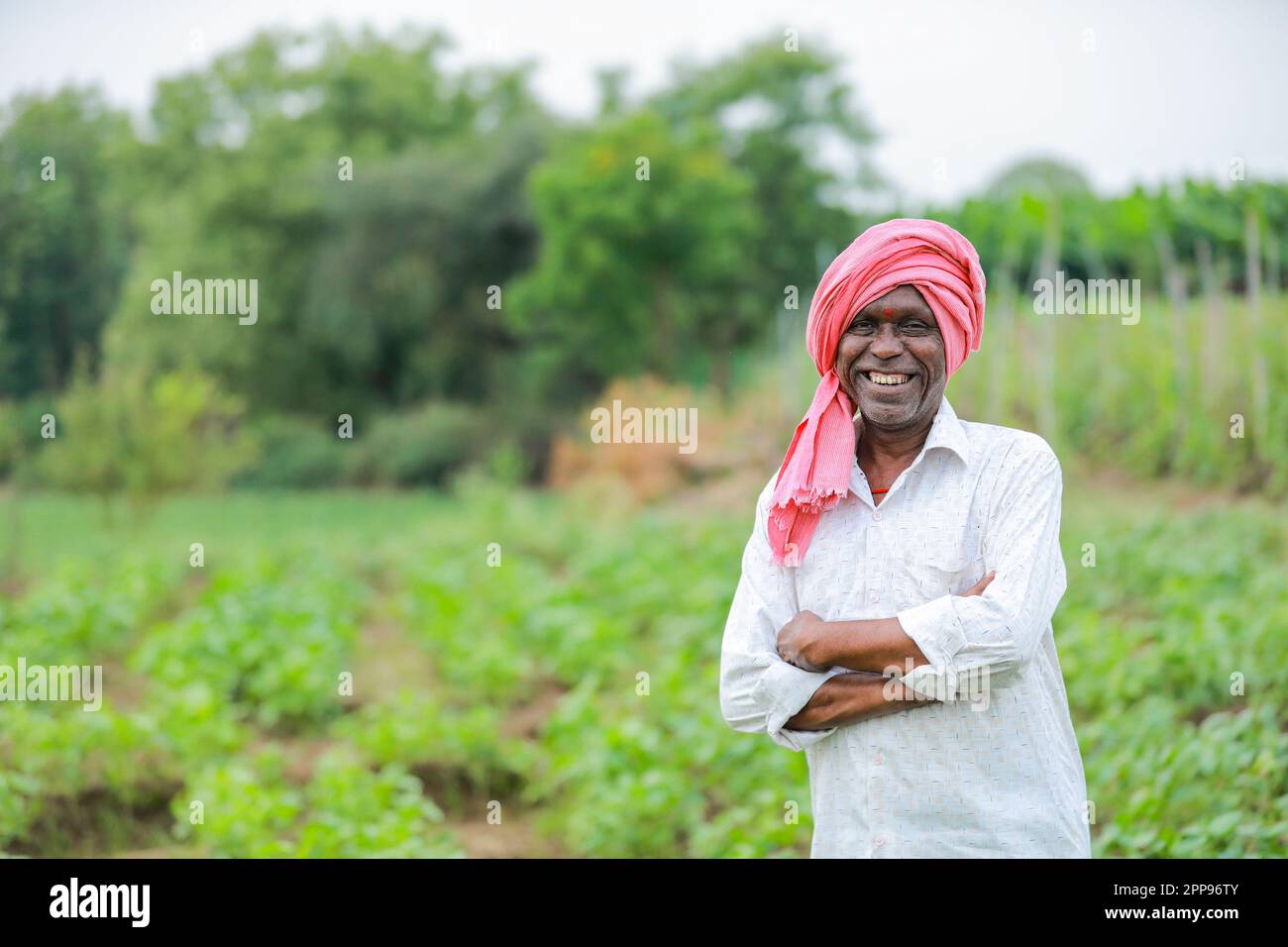 Cowpea Seeds farming, happy indian farmer, poor farmer Stock Photo