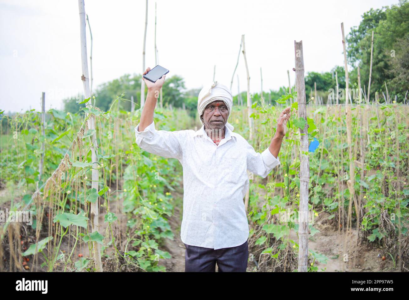 Indian Chinese okra farming , farmer holding baby Chinese okra in farm Stock Photo