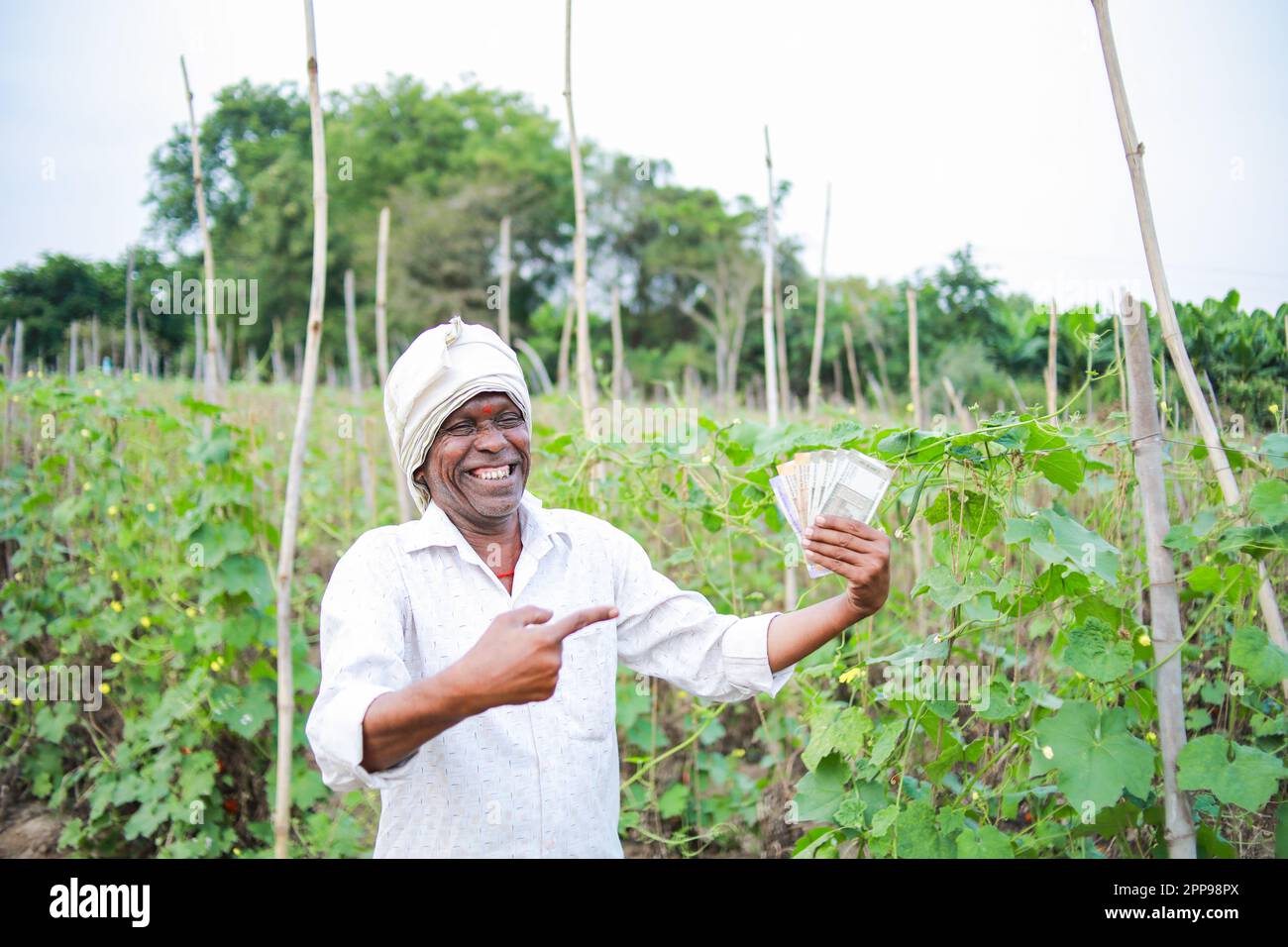 Indian Chinese okra farming , farmer holding baby Chinese okra in farm ...