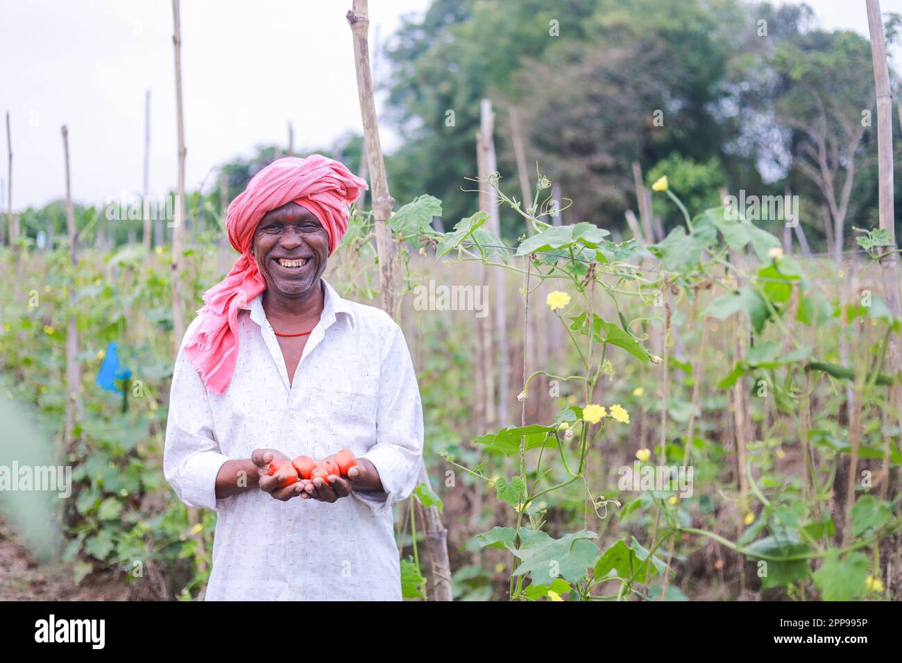 Indian farmer holding tomato in hands, happy farmer Stock Photo