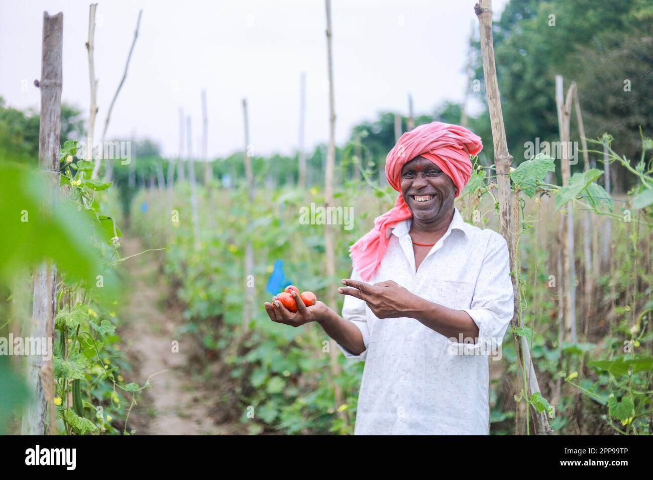 Indian farmer holding tomato in hands, happy farmer Stock Photo - Alamy