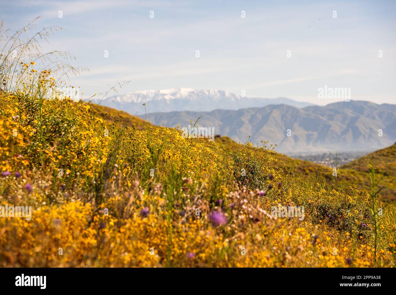 California Wildflowers Super Bloom Stock Photo Alamy