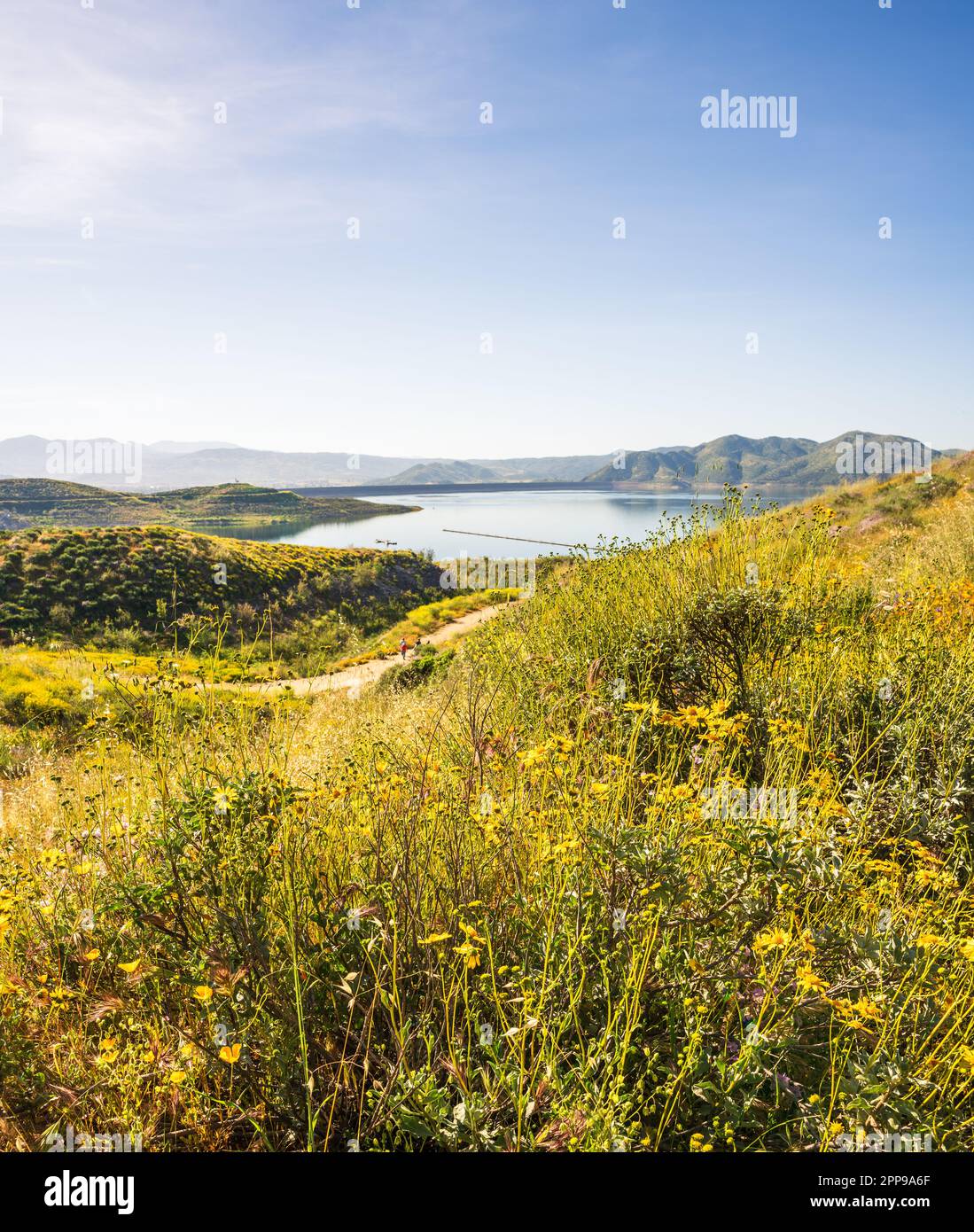 Lush desert landscape wildflowers hi-res stock photography and images ...