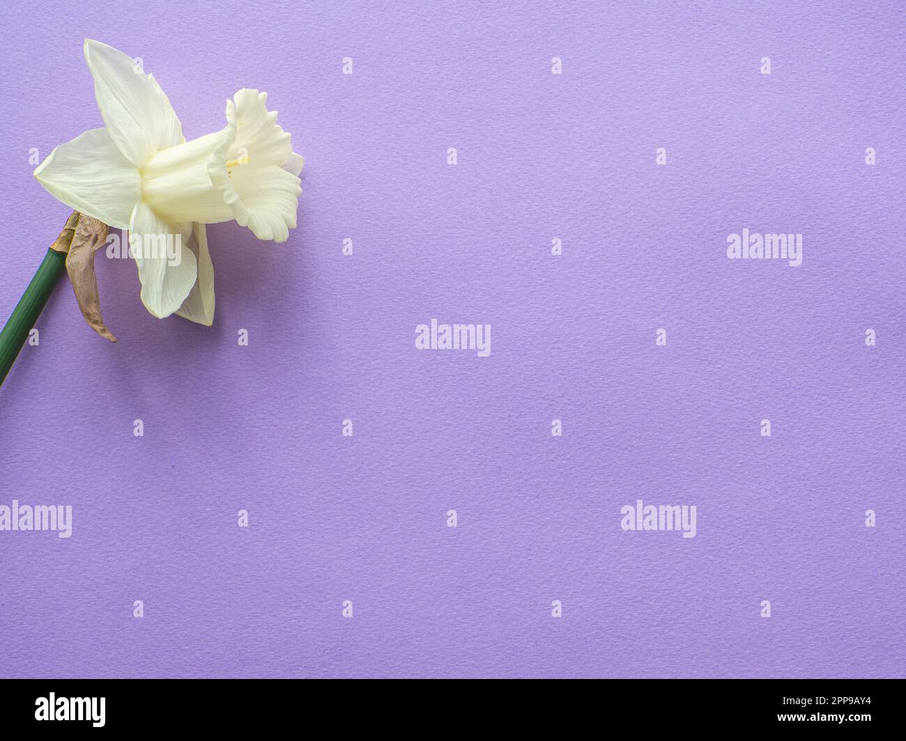 Daffodils flower on lilac background with copy space. Women and Mothers ...