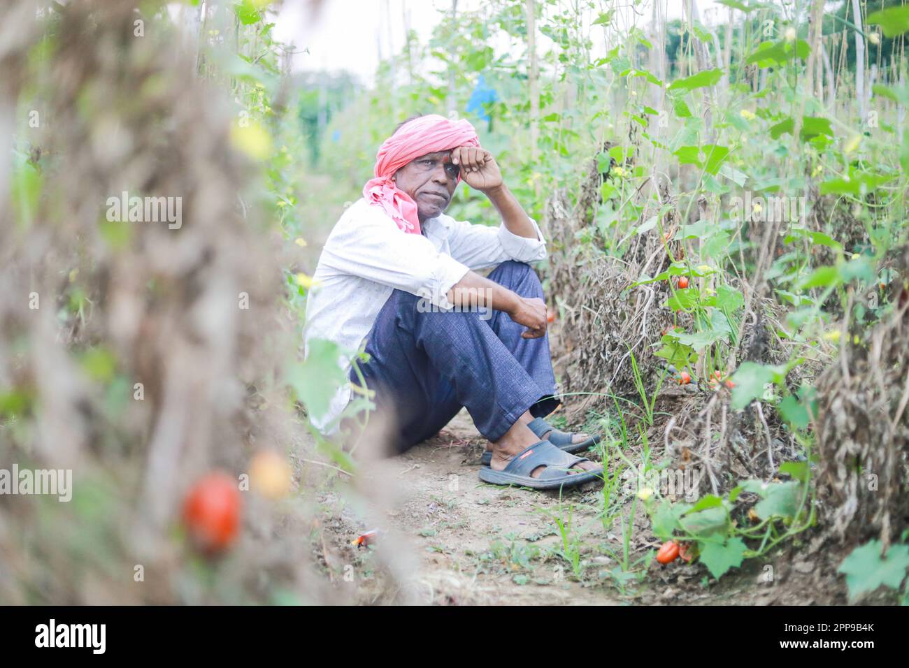 Indian poor farmer in farm, sad farmer, loss of farmer Stock Photo - Alamy