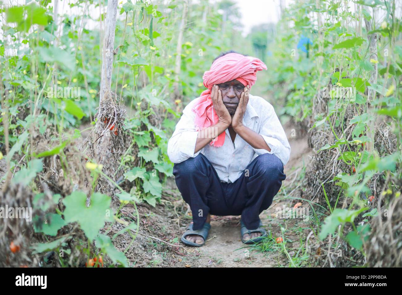 Indian poor farmer in farm, sad farmer, loss of farmer Stock Photo