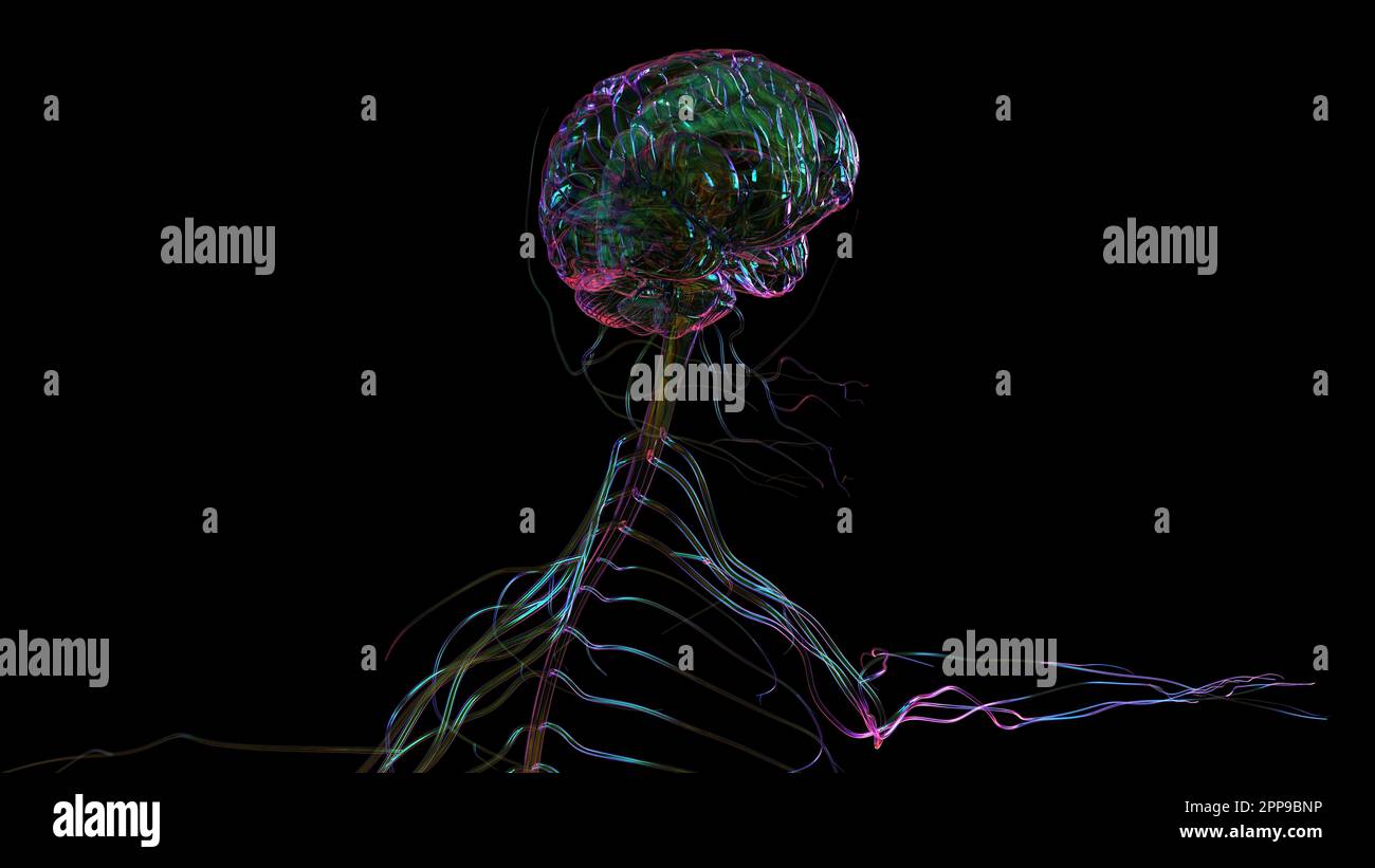 3D Illustration Human Brain Anatomy With Nervous System For Medical ...