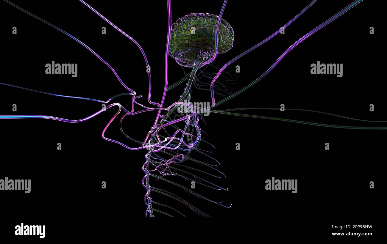 3D Illustration Human Brain Anatomy With Nervous System For Medical ...