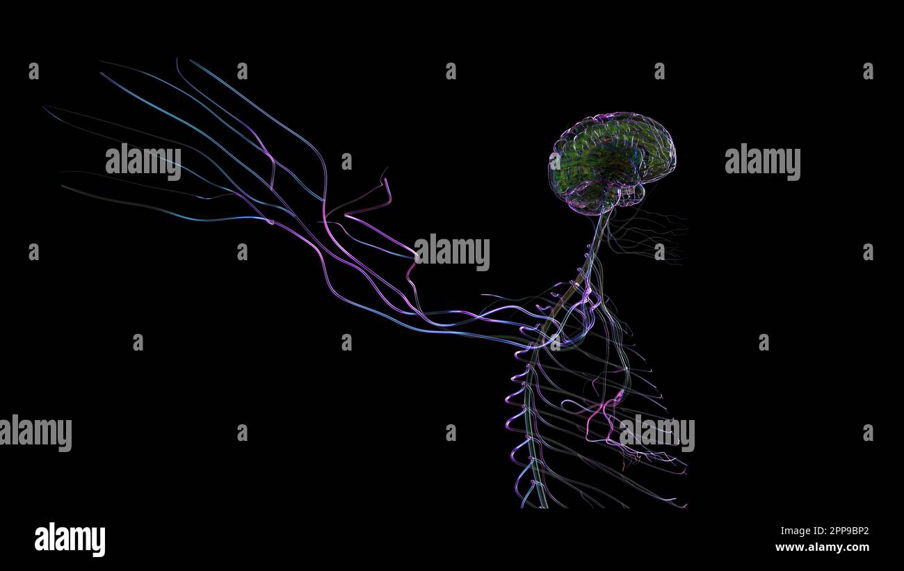 3D Illustration Human Brain Anatomy With Nervous System For Medical ...
