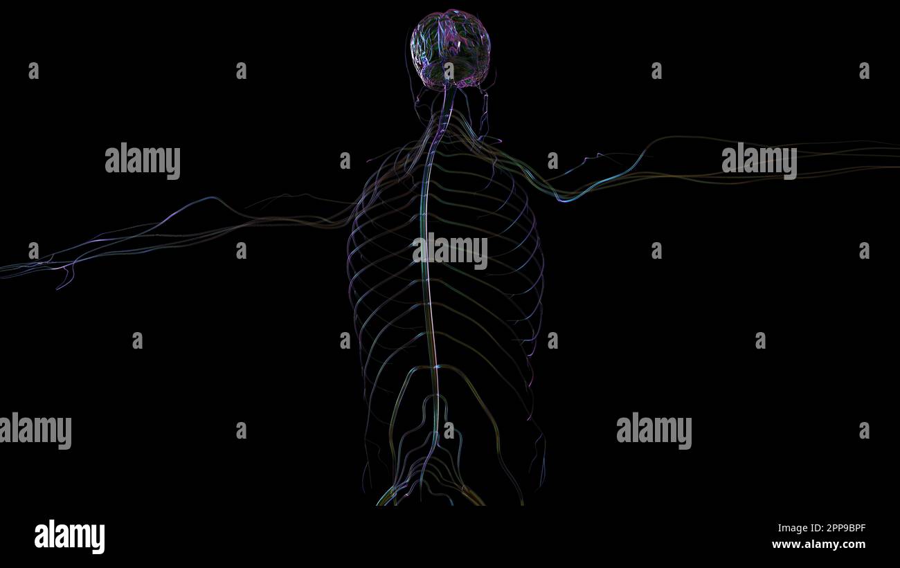 3D Illustration Human Brain Anatomy With Nervous System For Medical ...
