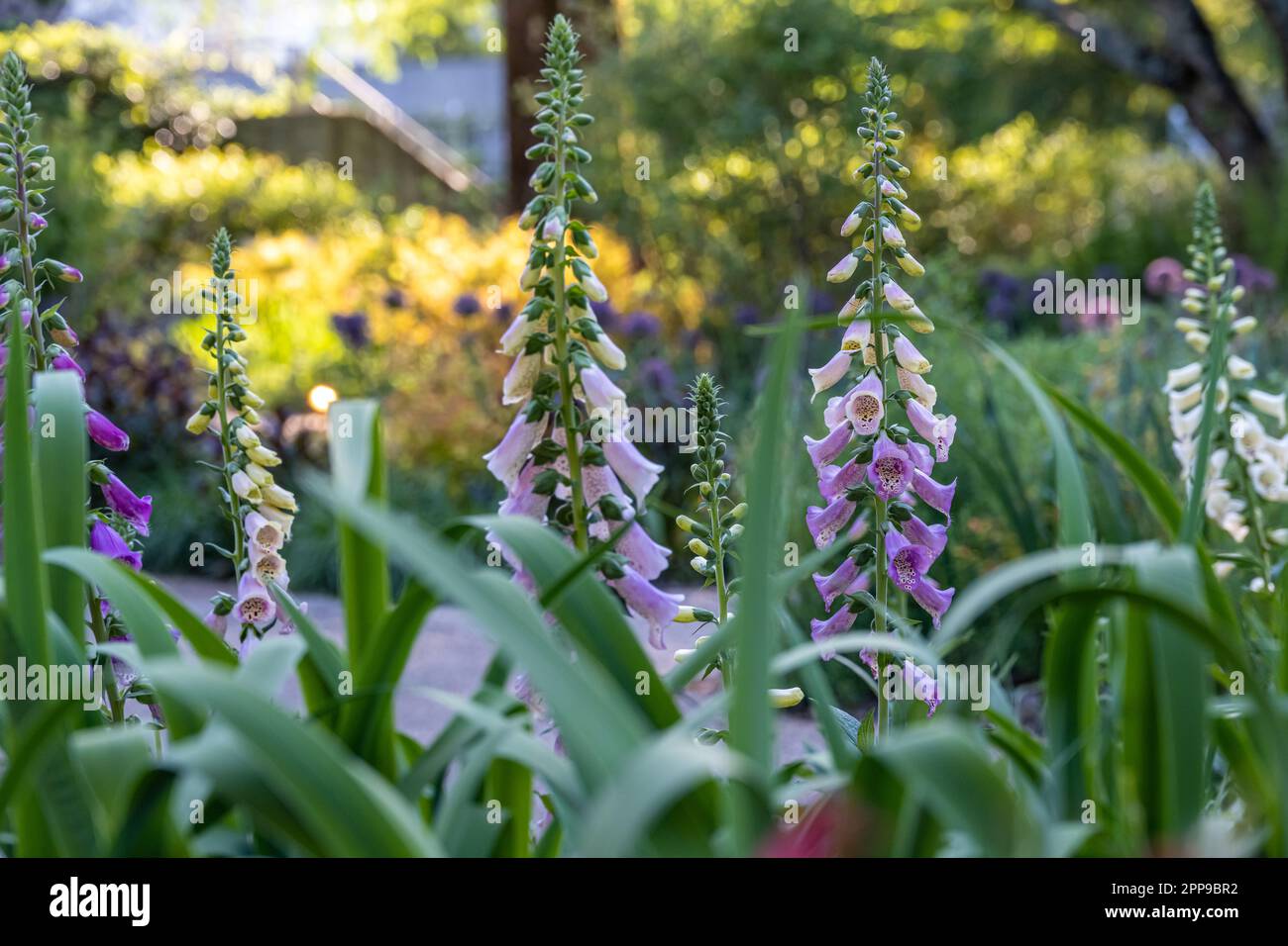 Perennial Garden with foxglove (Digitalis purpurea) flowers at the