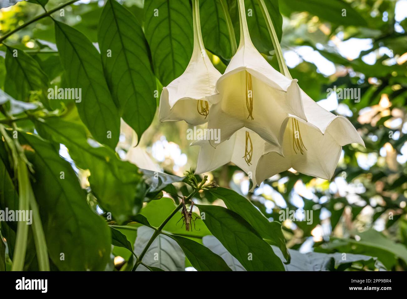 Osa pulchra, a very rare species of tropical plant with pendent, trumpet-shaped, fragrant white flowers at the Atlanta Botanical Garden in Atlanta, GA. Stock Photo