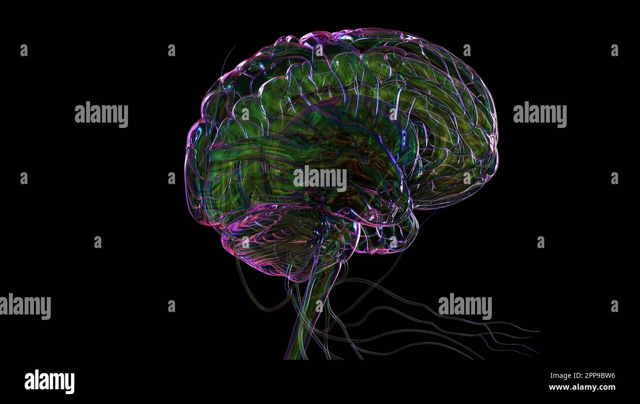 3D Illustration Human Brain Anatomy With Nervous System For Medical ...