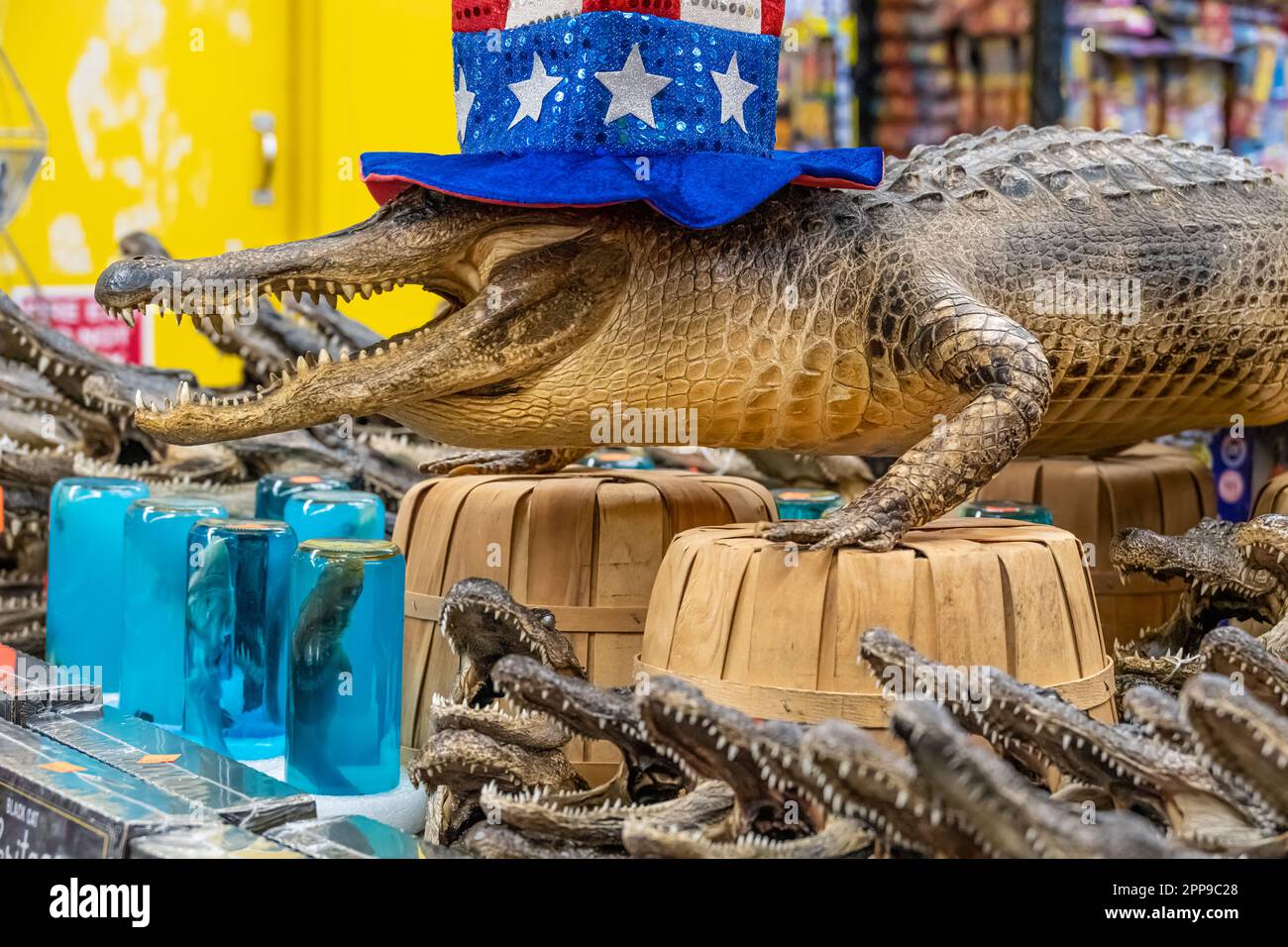 Florida souvenir alligator heads and a stuffed alligator with an Uncle Sam hat in front of a wall of fireworks at The Nuthouse in St. Augustine, FL. Stock Photo