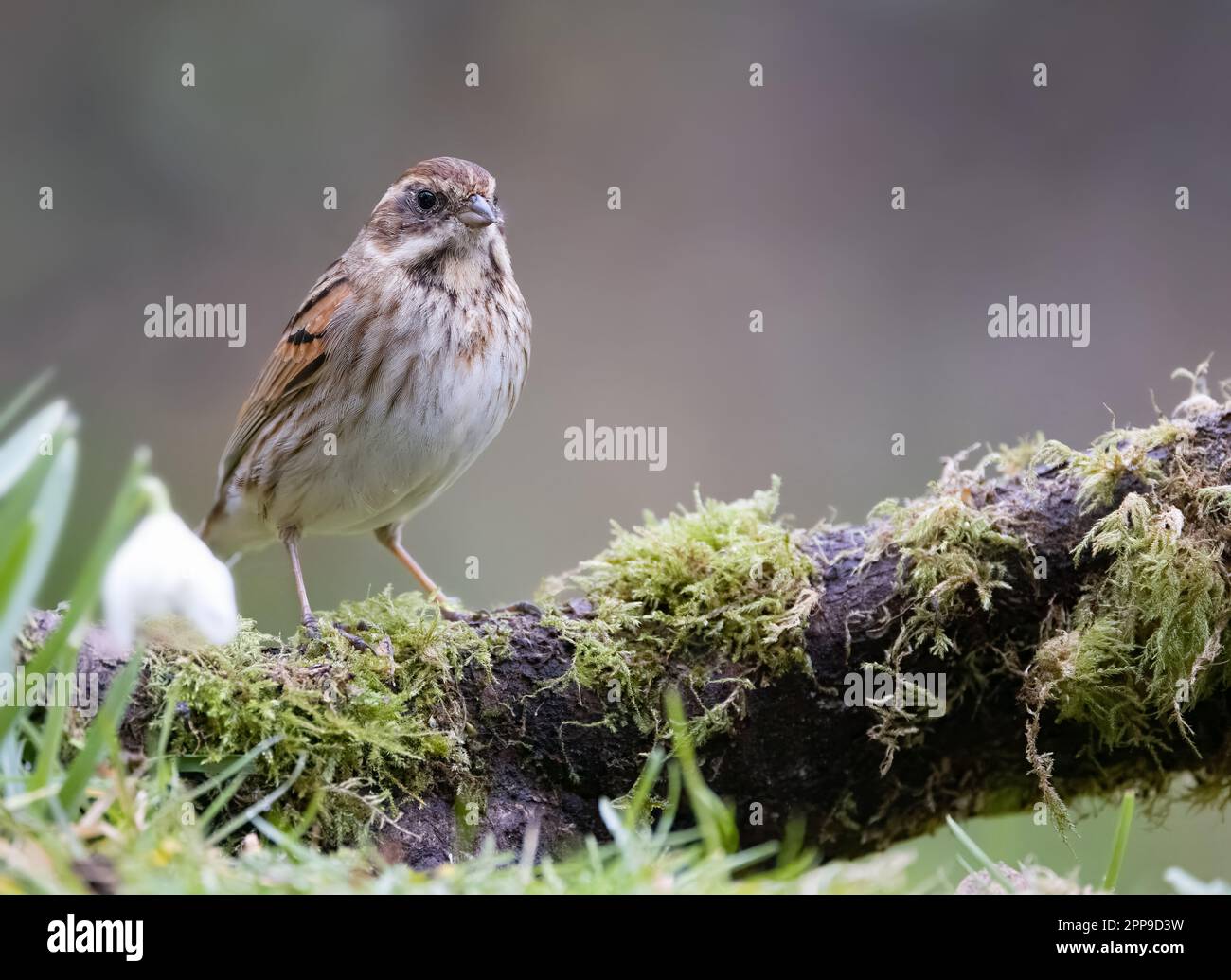 Twite [ Linaria flavirostris ] on mossy branch with snowdrop flowers Stock Photo