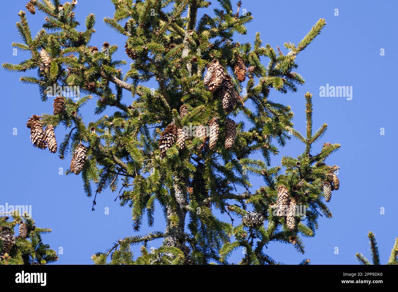Spruce tree top against deep blue sky with lots of old cones, Bialowieza Forest,Poland,Europe Stock Photo