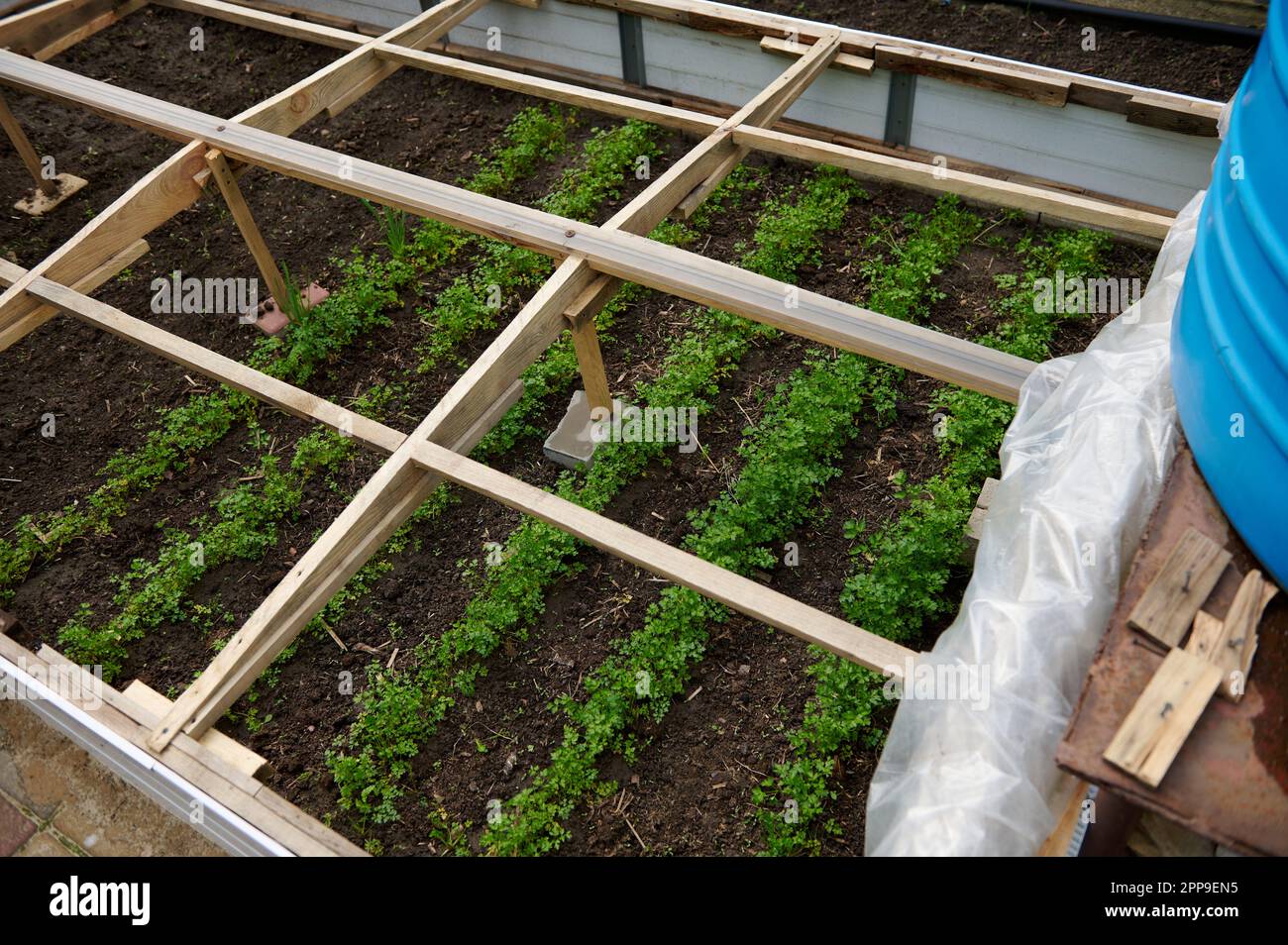 Cultivating herbs in winter and early spring in greenhouse conditions for protecting greeneries from bad weather. Stock Photo