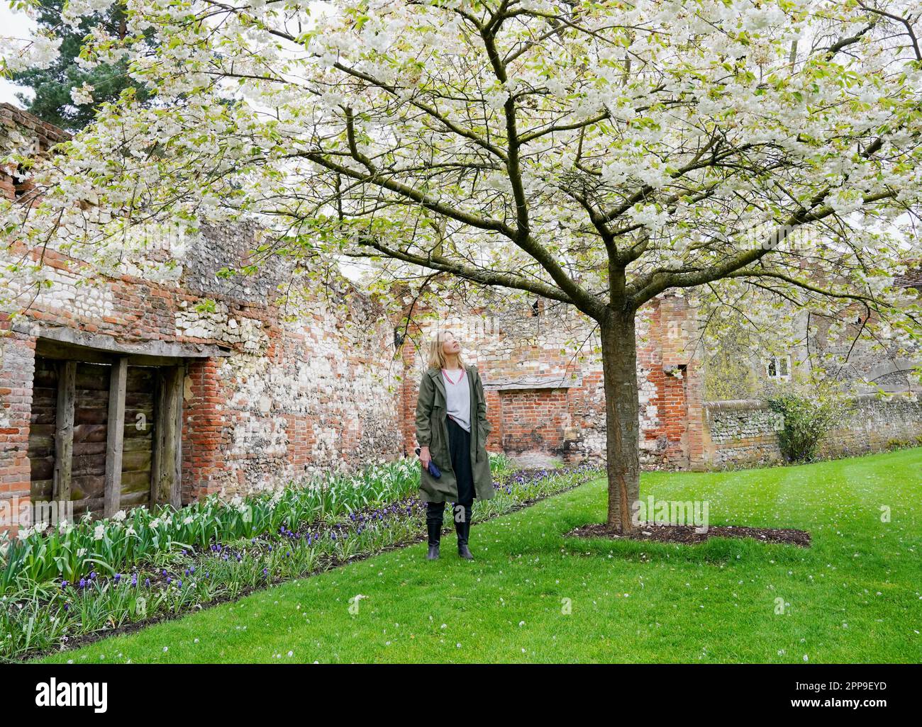 A visitor observes cherry blossom in full bloom in the Tudor gardens at