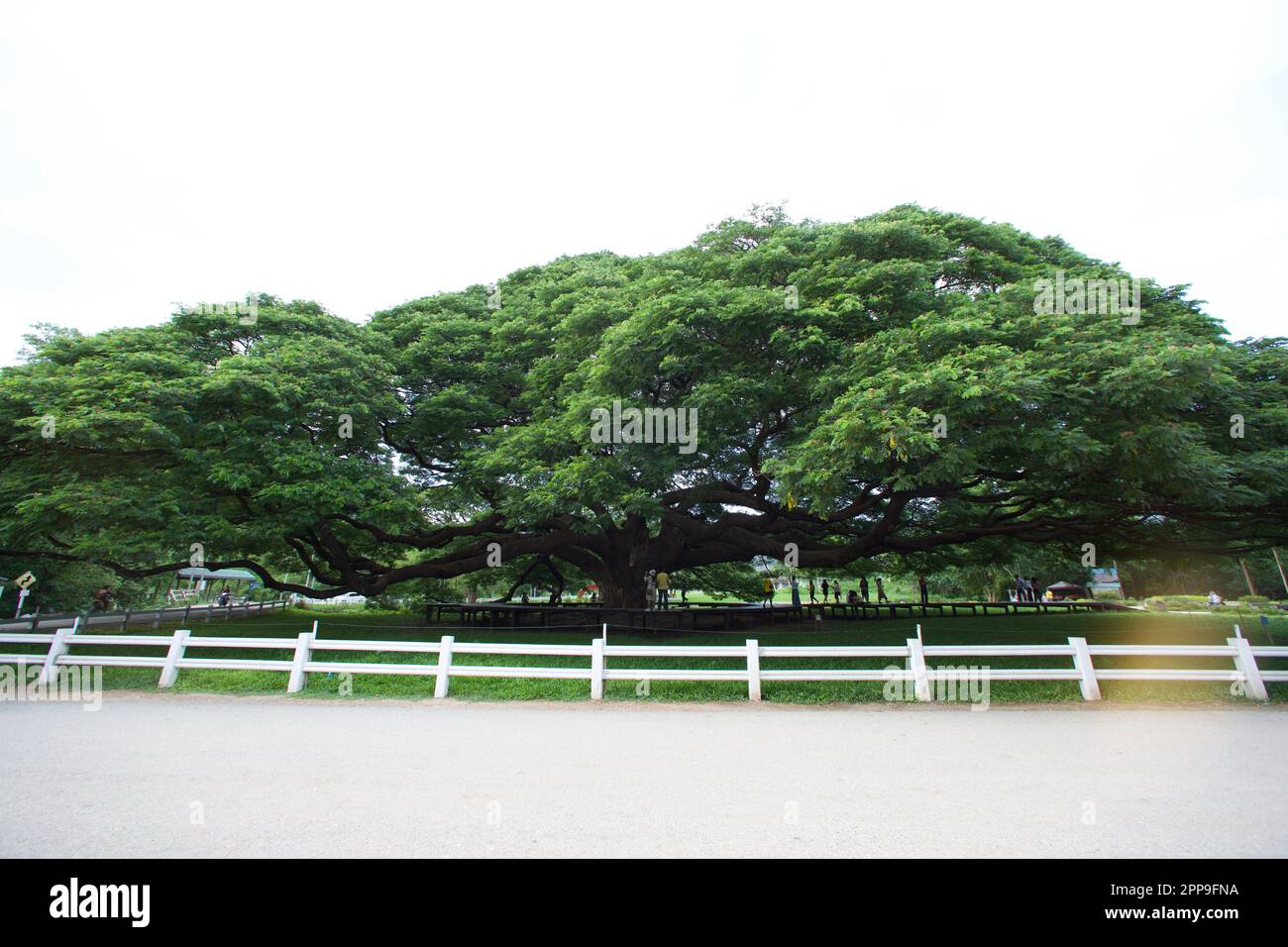 Giant Raintree, Kanchanaburi Thailand Stock Photo - Alamy