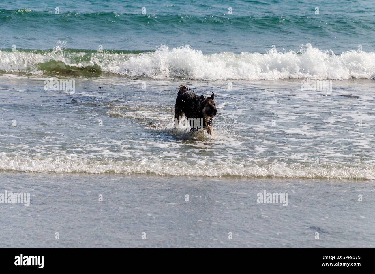 A dog running and having fun in the surf on the beach in Cloughey
