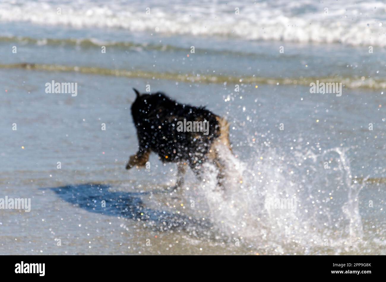 A dog running and having fun in the surf on the beach in Cloughey County Down Northern Ireland Stock Photo