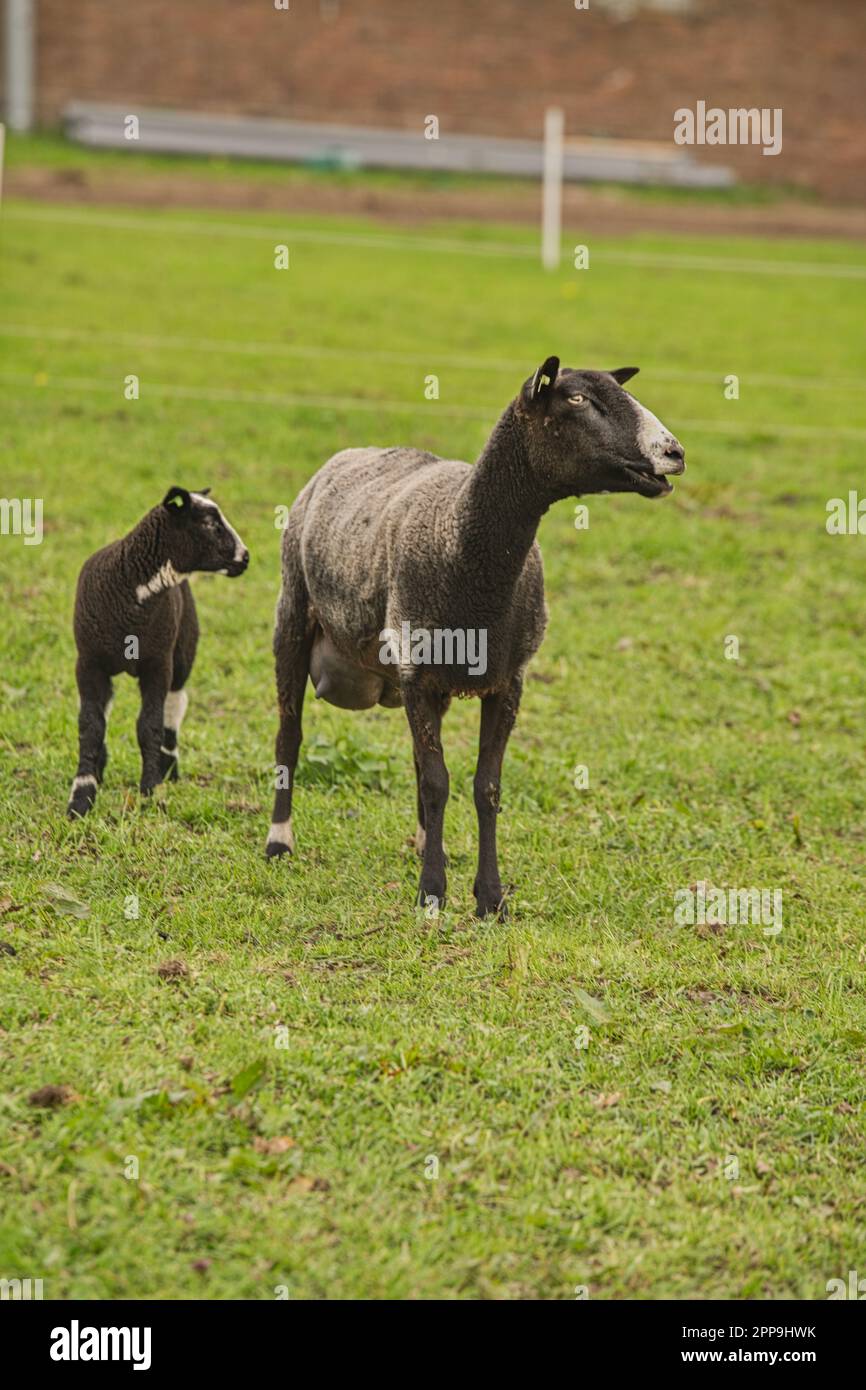 Schafsherde gesehen in Hulshorst / Niederlande auf der Fahrt nach Harderwijk Stock Photo