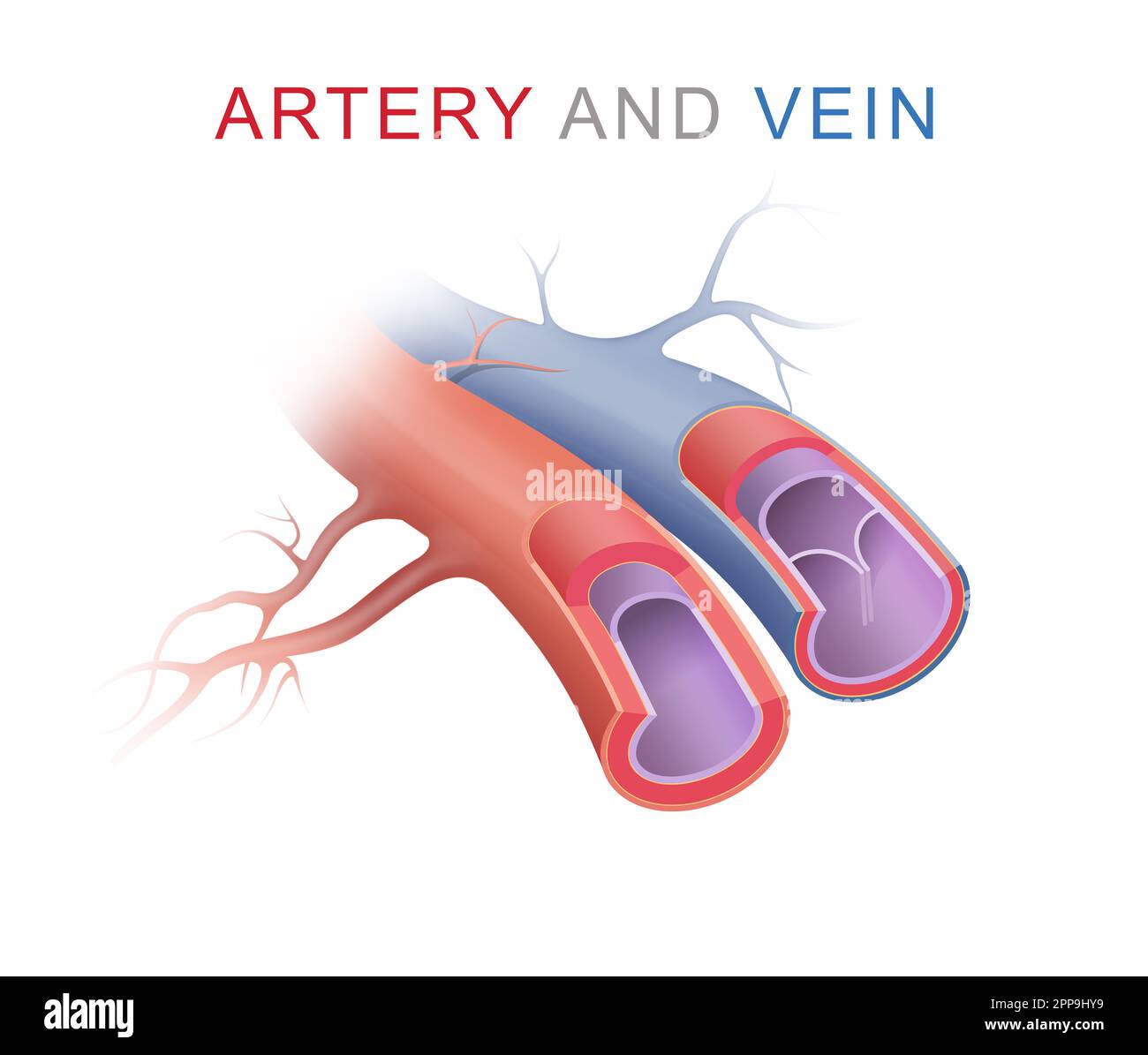 Difference between arteries and veins Stock Photo